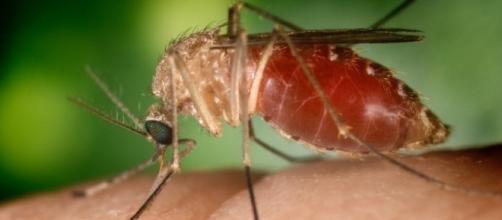 Mosquitos like this one are the most common carrier of the virus / photo via Wikimedia Commons