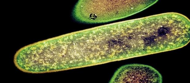 Bactérias Clostridium difficile foram eliminadas após tratamento fecal (Kari Lounatmaa) Bactérias Clostridium difficile foram eliminadas após tratamento fecal (Kari Lounatmaa)