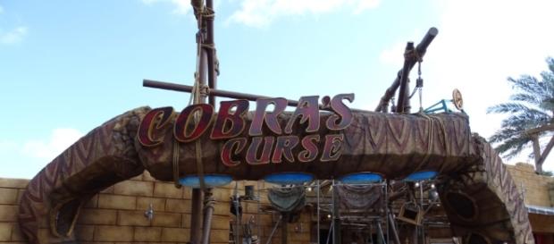 Cobra's Curse isn't for people who fear snakes. (Photo by Barb Nefer) Cobra's Curse isn't for people who fear snakes. (Photo by Barb Nefer)