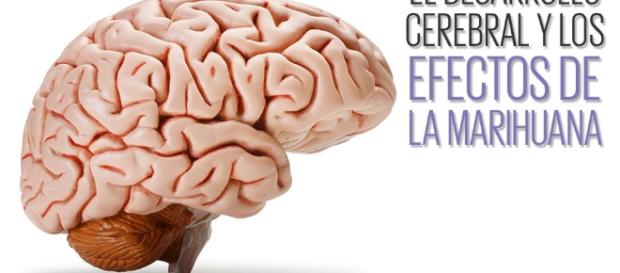 El cannabis afecta al 'cableado' de nuestro cerebro. El cannabis afecta al 'cableado' de nuestro cerebro.