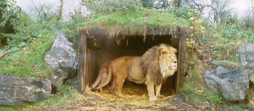 The Mighty African Lion in Sanctuary / Photo creative commons, via Wikipedia