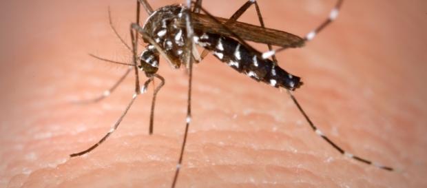 Devido ao fenômeno "imunidade de rebanho", o surto de Zika na América Latina pode acabar em três anos Devido ao fenômeno "imunidade de rebanho", o surto de Zika na América Latina pode acabar em três anos