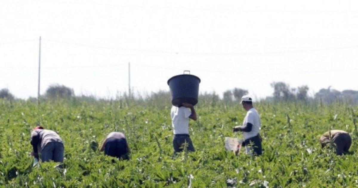 Lotta Al Caporalato, Importante Passo Contro Lo Sfruttamento Nel Lavoro ...