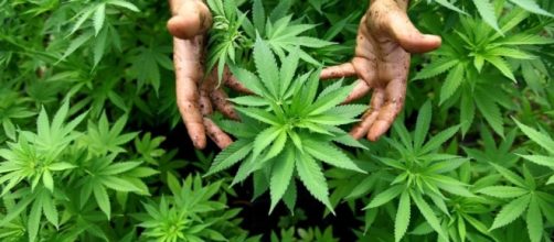 piantagione di cannabis che potrà diventare legale nel nostro paese