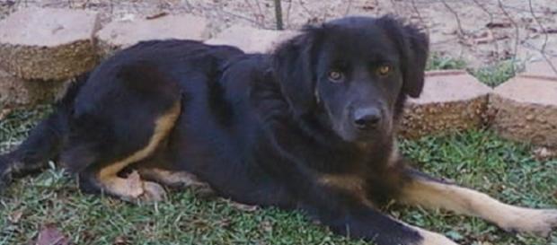 It's hoped that thousands of dogs just like Hogan will be adopted through the Clear the Shelters event on Saturday/Photo via Marie Anne St. Jean It's hoped that thousands of dogs just like Hogan will be adopted through the Clear the Shelters event on Saturday/Photo via Marie Anne St. Jean
