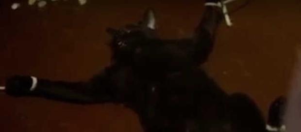 Cena bizarra de um gato preto sendo torturado em uma produção da Rede Globo Cena bizarra de um gato preto sendo torturado em uma produção da Rede Globo