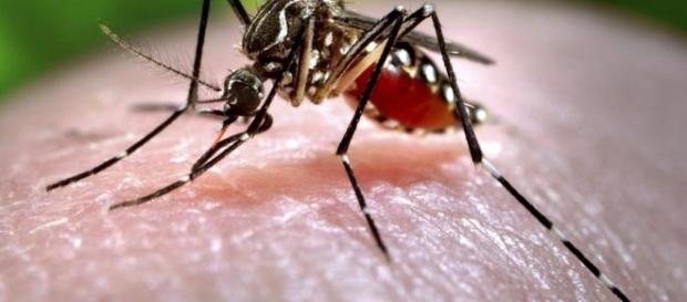 Vacina contra o vírus zika está sendo desenvolvida Vacina contra o vírus zika está sendo desenvolvida