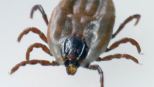 ZECCA MOLLE - ARGASIDAE - cesan.it