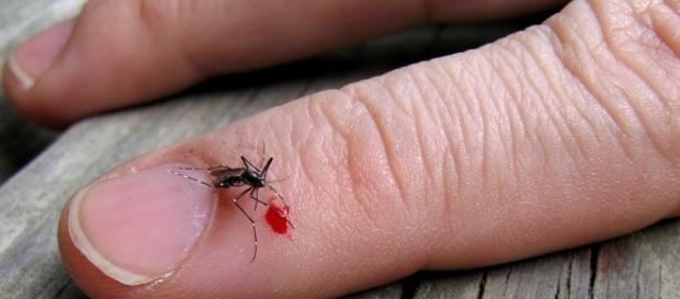 O Brasil terá disponibilidade de duas vacinas contra o vírus da dengue O Brasil terá disponibilidade de duas vacinas contra o vírus da dengue