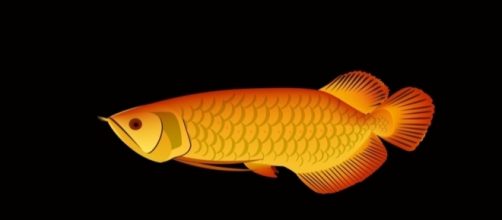 The Masters Review | “The Golden Arowana” by William Pei Shih - mastersreview.com