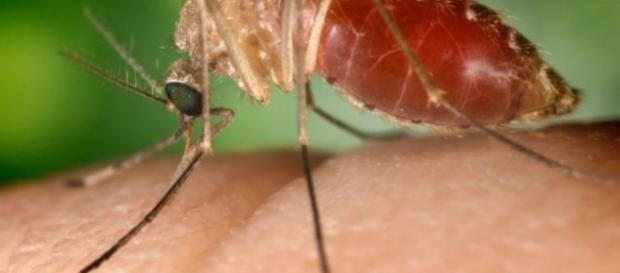Pernilongo doméstico é apontado pela Fiocruz como provável transmissor da zika Pernilongo doméstico é apontado pela Fiocruz como provável transmissor da zika
