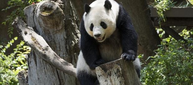Apesar de seu nome, o panda-vermelho é da família dos guaxinins e dos quatis Apesar de seu nome, o panda-vermelho é da família dos guaxinins e dos quatis
