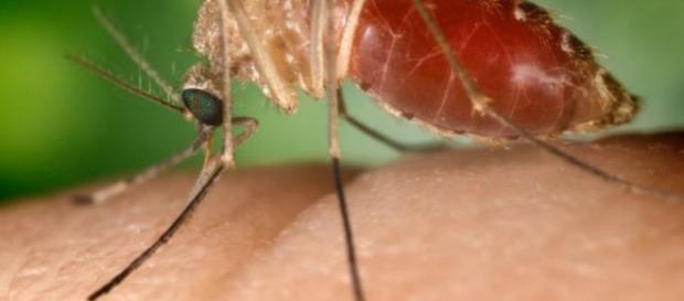 Mosquito comum tem potencial para transmitir a zika Mosquito comum tem potencial para transmitir a zika