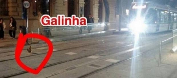 Era uma vez uma galinha que atrapalha o VLT Era uma vez uma galinha que atrapalha o VLT