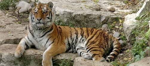 Giornata mondiale della tigre, 29 luglio 2016
