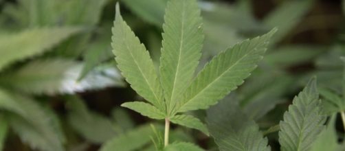 Legalizzazione cannabis, tutto rinviato
