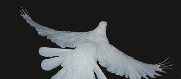 La colombe prie pour la Paix, le Shalom, le Salaam... La colombe prie pour la Paix, le Shalom, le Salaam...