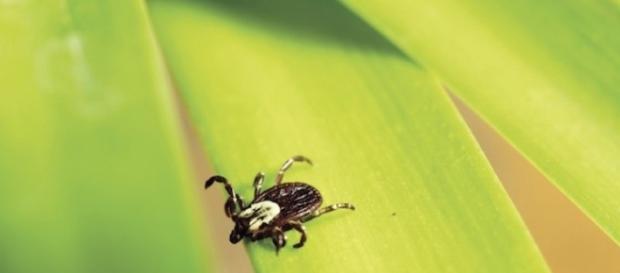 Quand les tiques attaquent ! - iseremag.fr Quand les tiques attaquent ! - iseremag.fr