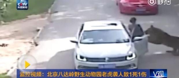 Tiger mauls woman to death in Chinese wildlife park - newsoneplace.com Tiger mauls woman to death in Chinese wildlife park - newsoneplace.com