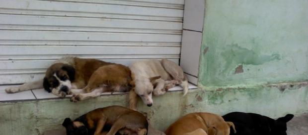 Vereador quer proibir que os animais abandonados sejam alimentados Vereador quer proibir que os animais abandonados sejam alimentados