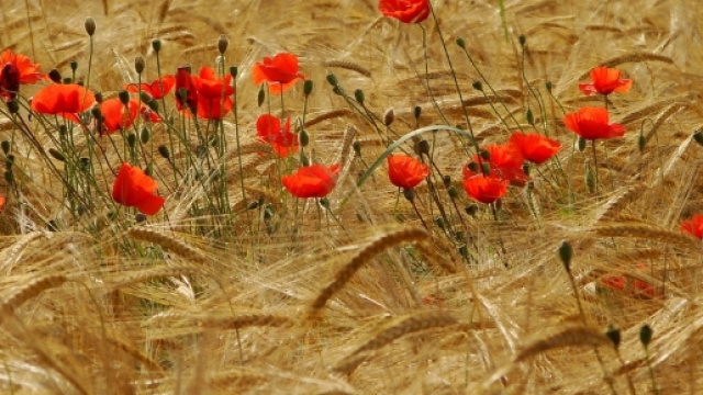 Casa Edera: Il Primo Raccolto - blogspot.com