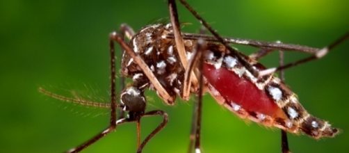 I virus Zika colpisce in Spagna e allarma l'Organizzazione Mondiale della Sanità