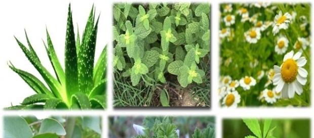 Plantas medicinales. Public Domain Plantas medicinales. Public Domain