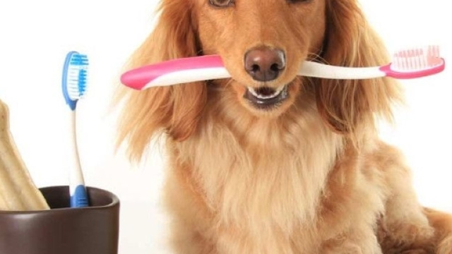 cani e gatti dal dentista a Milano