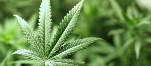 Cannabis legale: secondo l'associazione Freeweed il provvedimento potrebbe essere approvato.