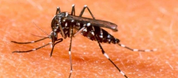 Laboratório francês iniciou comercialização de vacina contra a dengue Laboratório francês iniciou comercialização de vacina contra a dengue