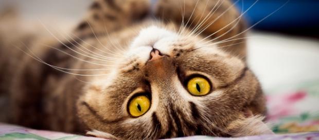 Gatos serão resgatados e colocados para adoção (Foto meramente ilustrativa) Gatos serão resgatados e colocados para adoção (Foto meramente ilustrativa)