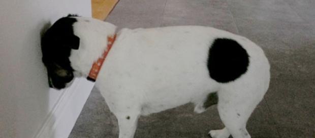 Isso pode ser um sintoma de doença grave no seu pet Isso pode ser um sintoma de doença grave no seu pet