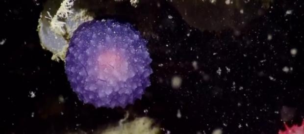 Estranho ser esférico foi encontrado na costa da Califórnia (YouTube/EVNautilus) Estranho ser esférico foi encontrado na costa da Califórnia (YouTube/EVNautilus)