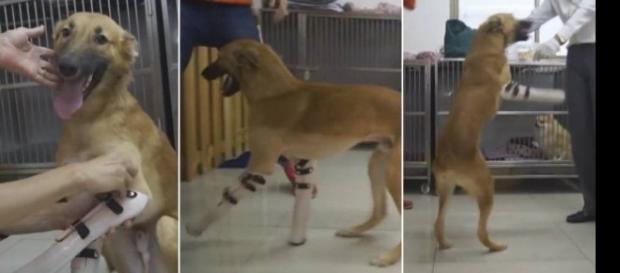 Cachorro se emociona após receber novas próteses Cachorro se emociona após receber novas próteses