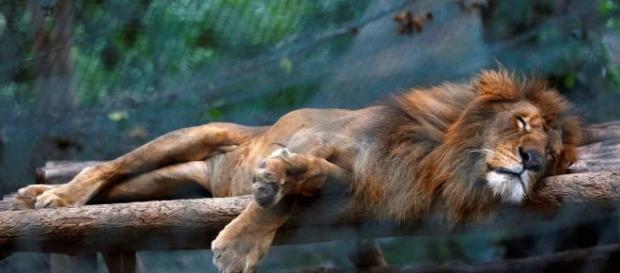León desnutrido dormido en el zoo venezolano León desnutrido dormido en el zoo venezolano