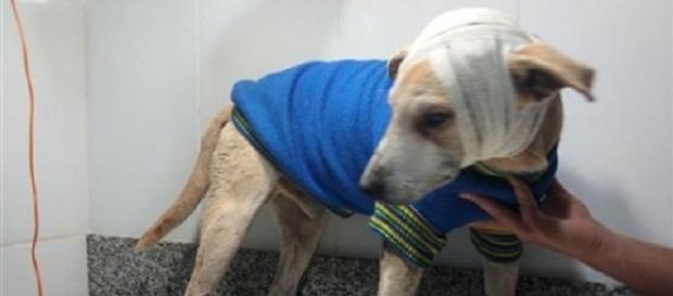 O cão teve traumatismo craniano e quase perdeu um olho O cão teve traumatismo craniano e quase perdeu um olho