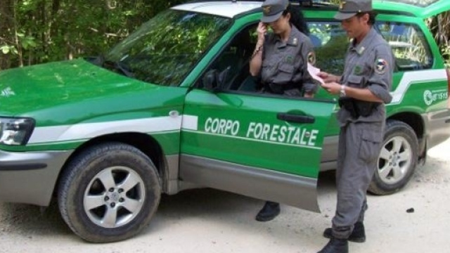 IL corpo Forestale dello Stato sarà accorpato all'arma dei carabinieri.