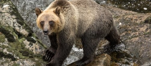 A guide to Alaska Bear Viewing locations - philarmitage.net