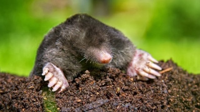 La taupe fait dix sept centim&egrave;tres queue comprise