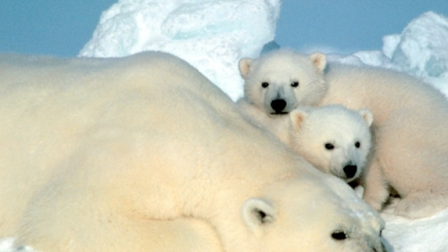 Famiglia di orsi polare dell'artico