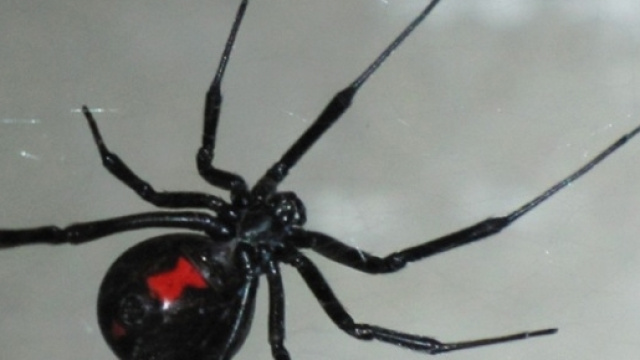 Ravenna: ragni nella stiva di una nave.