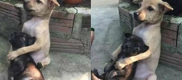 Cachorros emocionam o mundo - Foto/Reprodução Cachorros emocionam o mundo - Foto/Reprodução