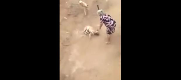 Idosa agride cão a paulada no Espírito Santo Idosa agride cão a paulada no Espírito Santo