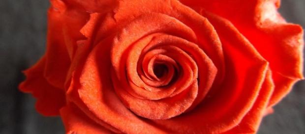 Free stock photo: Red Rose, Pink, Flower, Red, Petals - Free Image ... - pixabay.com Free stock photo: Red Rose, Pink, Flower, Red, Petals - Free Image ... - pixabay.com
