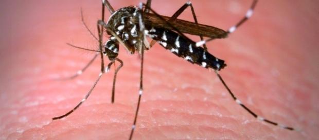 Le moustique tigre responsable du Zika Le moustique tigre responsable du Zika