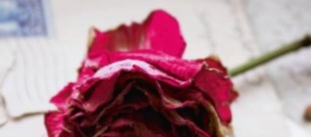 Rose - Roman de Tatiana de Rosnay Rose - Roman de Tatiana de Rosnay