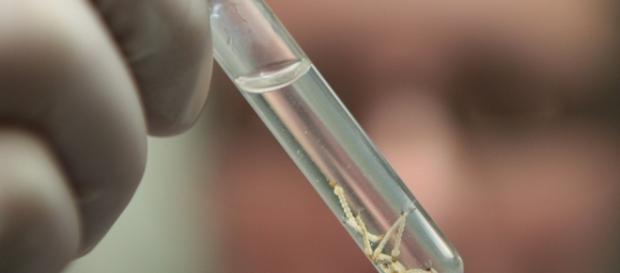 Testes de Zika Vírus deverão ser cobertos pelos planos de saúde Testes de Zika Vírus deverão ser cobertos pelos planos de saúde