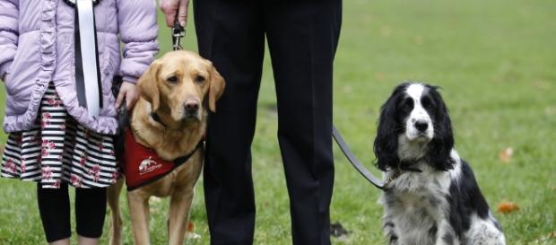 Cães detetam cheiro de diabetes em seres humanos - com.br Cães detetam cheiro de diabetes em seres humanos - com.br
