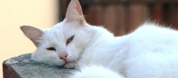 Les chats préfèrent la musique rythmée Les chats préfèrent la musique rythmée