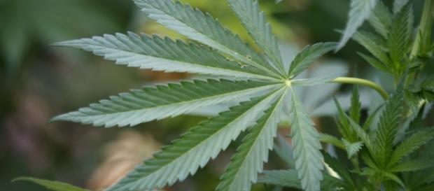 O uso da maconha para tratar doenças | Saúde | Gazeta do Povo - com.br O uso da maconha para tratar doenças | Saúde | Gazeta do Povo - com.br
